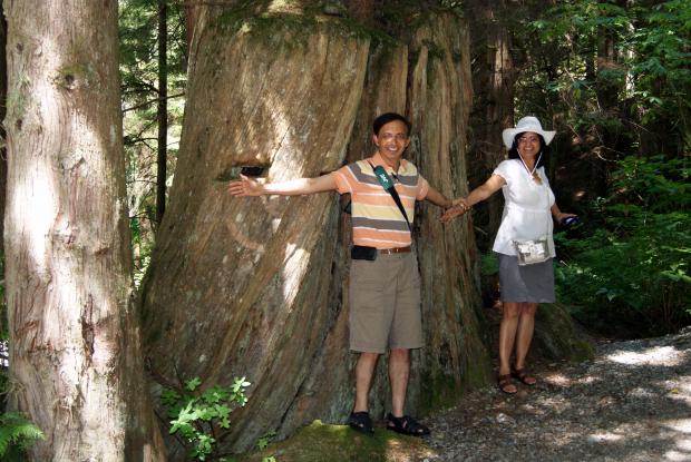 Vancouver Tree